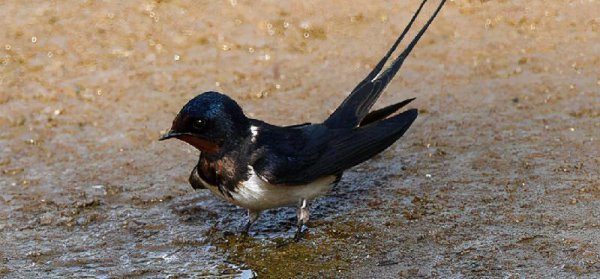 燕子冬天去在哪里过冬