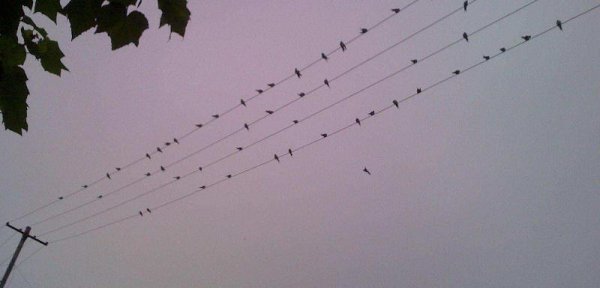 燕子冬天去在哪里过冬