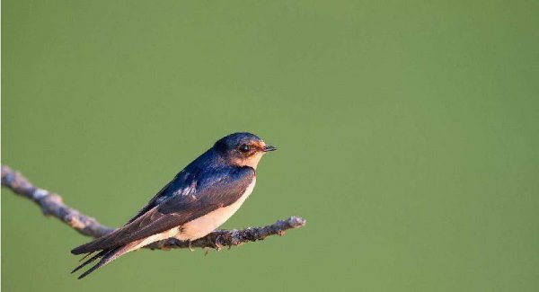 燕子冬天去在哪里过冬