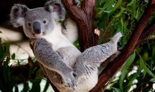 考拉是哪个国家的国宝