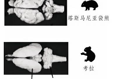 考拉是哪个国家的国宝