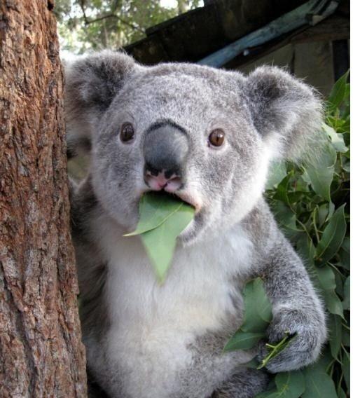 考拉是哪个国家的国宝