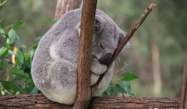 考拉是哪个国家的国宝