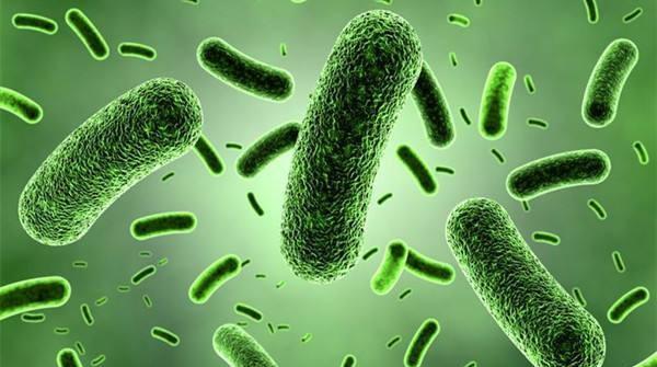 考拉是哪个国家的国宝