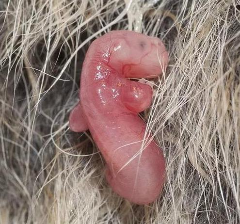 考拉是哪个国家的国宝