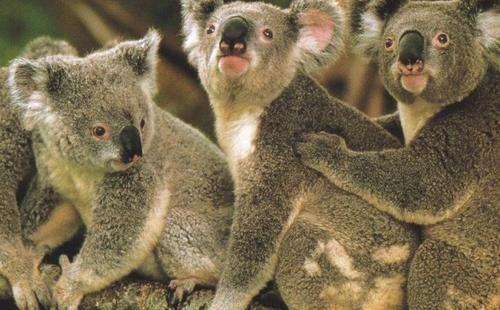 考拉是哪个国家的国宝