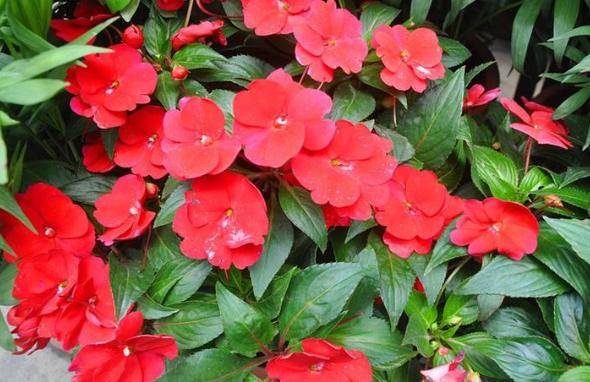 驱蛇最厉害的植物