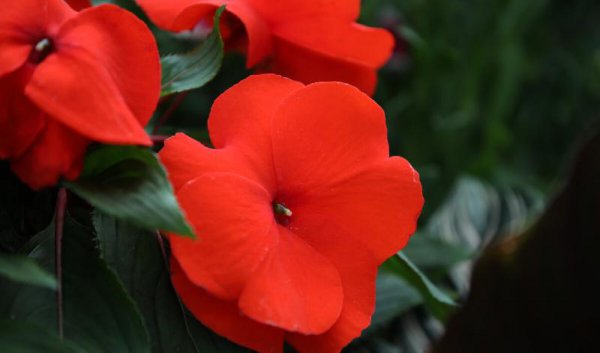 驱蛇最厉害的植物