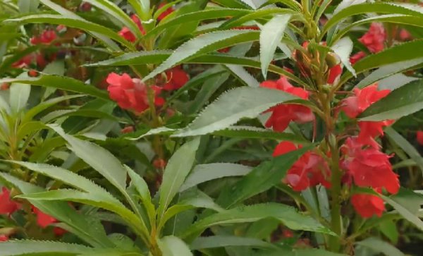 驱蛇最厉害的植物