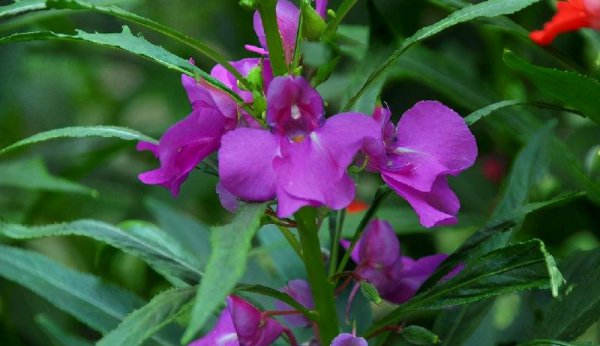 驱蛇最厉害的植物