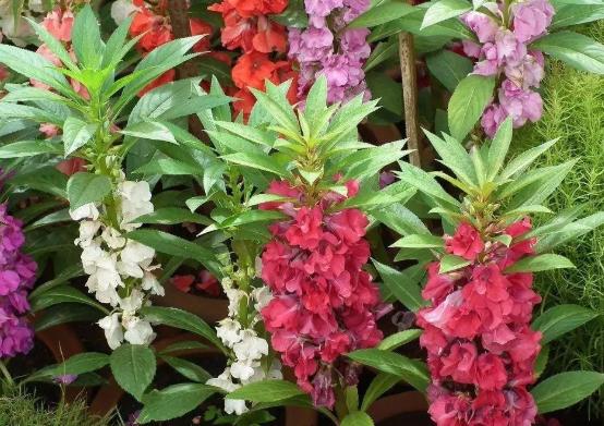 驱蛇最厉害的植物