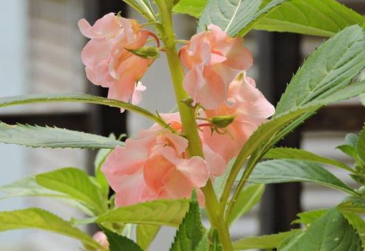 驱蛇最厉害的植物