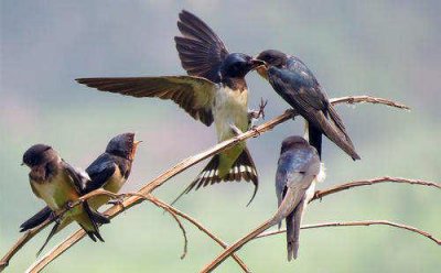 燕子什么时候飞回南方 燕子几月份飞回南方