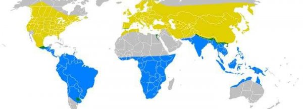 燕子什么时候飞回南方