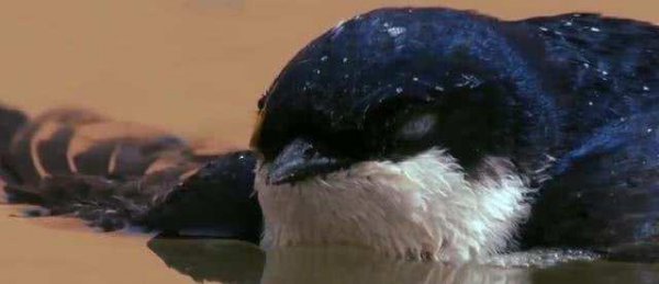 燕子什么时候飞回南方