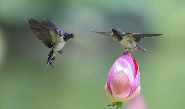 燕子什么时候飞回南方