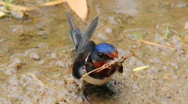 燕子什么时候飞回南方