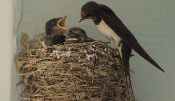 燕子什么时候飞回南方