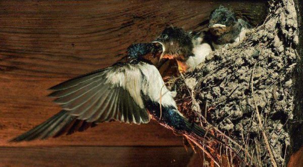 燕子什么时候飞回南方