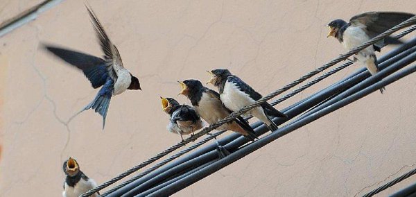 燕子什么时候飞回南方