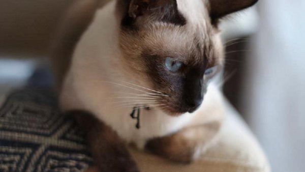 最忠诚的猫前十名