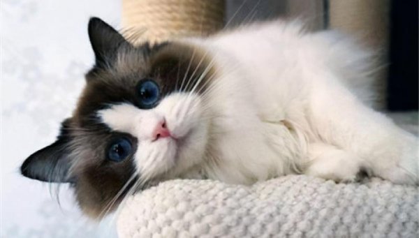 最忠诚的猫前十名