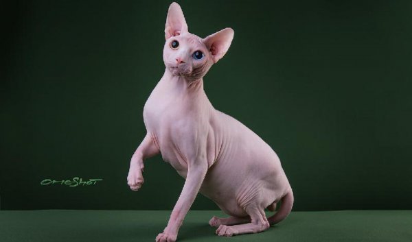 最忠诚的猫前十名