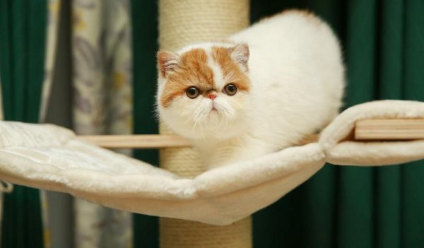 最忠诚的猫前十名