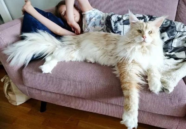 最忠诚的猫前十名