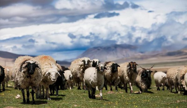 阿拉伯数字的来历故事