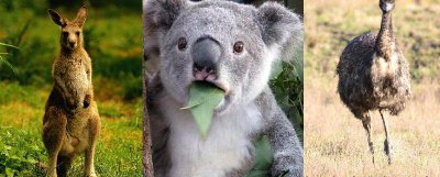 澳大利亚的国宝是什么 什么动物是澳大利亚的国宝