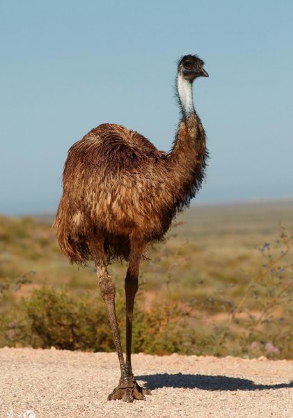 澳大利亚的国宝是什么