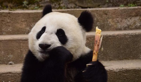 澳大利亚的国宝是什么