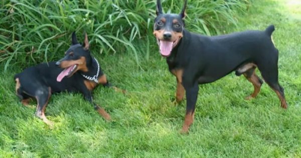 最厉害的小型护卫犬排名