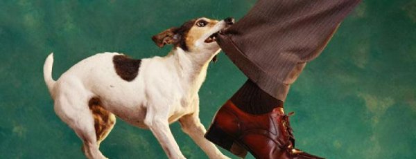 最厉害的小型护卫犬排名