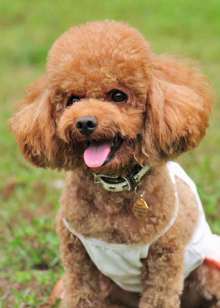 最厉害的小型护卫犬排名