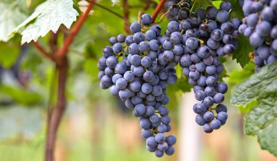 中国种植葡萄始于什么时候 中国最早种植葡萄的时间