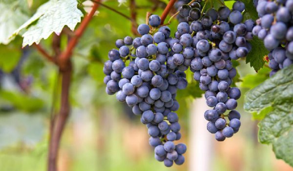 中国种植葡萄始于什么时候