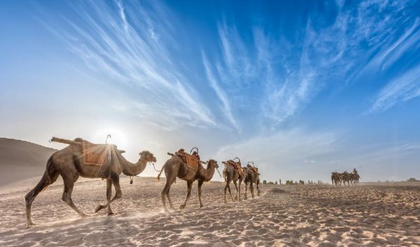 中国种植葡萄始于什么时候