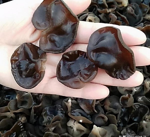 泡木耳最快的方法