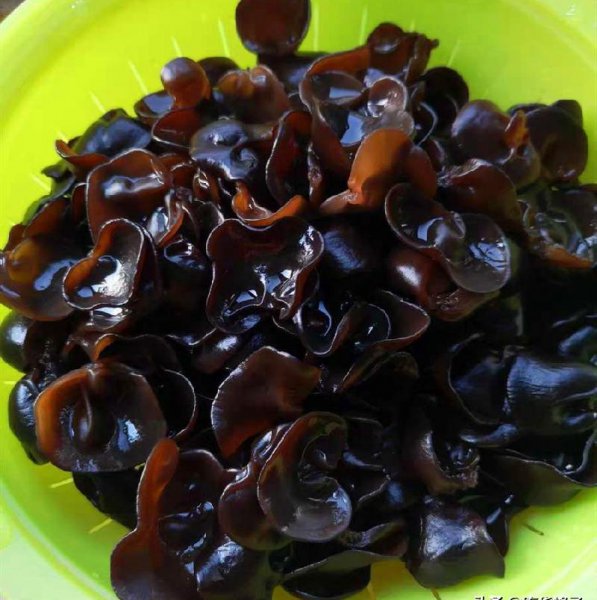 泡木耳最快的方法