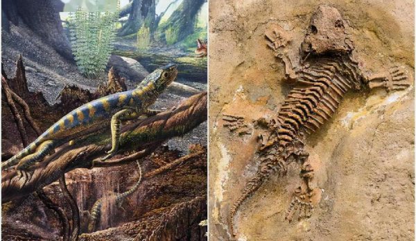 恐龙灭绝的原因有哪些说法