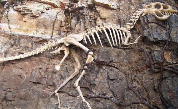 恐龙灭绝的原因有哪些说法