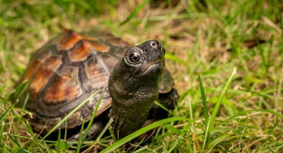 乌龟寿命最长多少年 目前乌龟极限活多少年时间