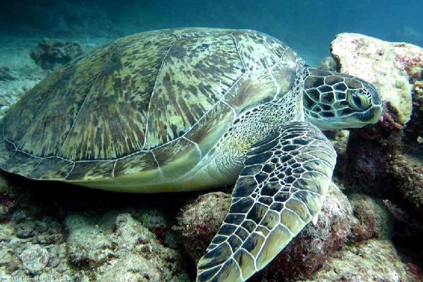 乌龟寿命最长多少年