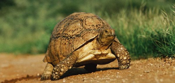 乌龟寿命最长多少年