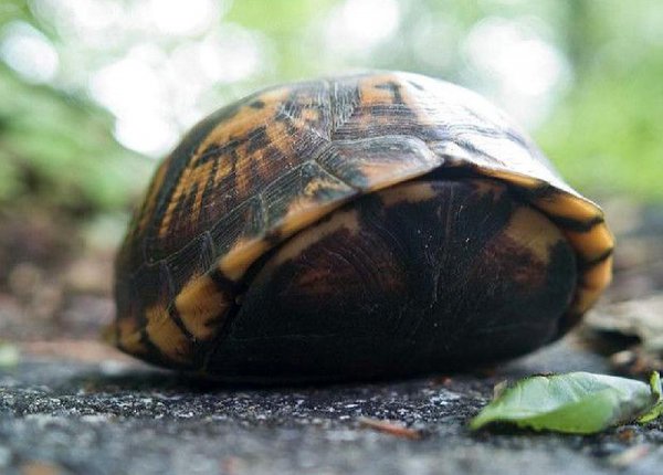 乌龟寿命最长多少年