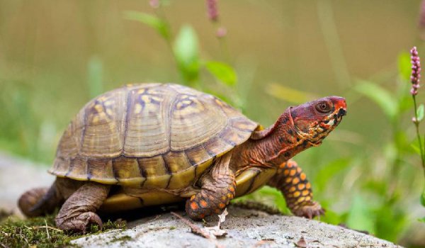 乌龟寿命最长多少年