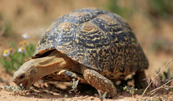 乌龟寿命最长多少年