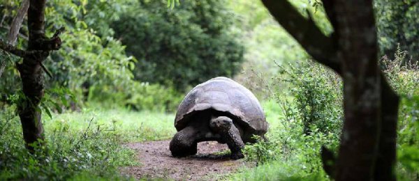 乌龟寿命最长多少年